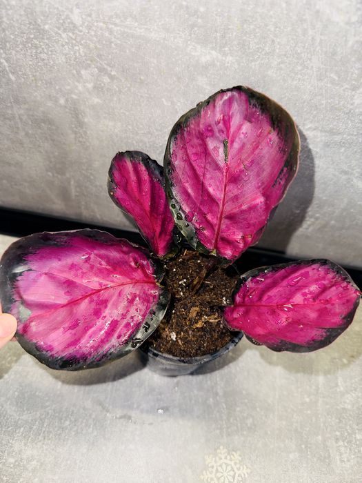 Калатея Кримсон (розі)