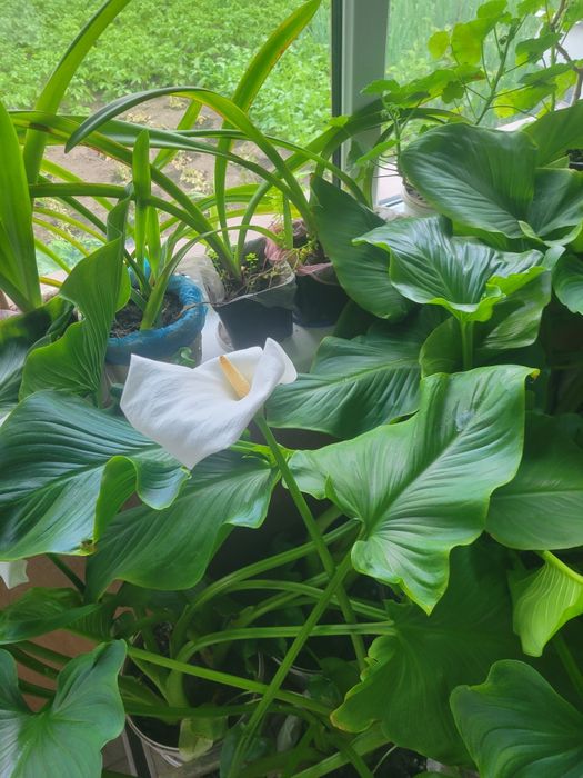 Цибулини білої калли