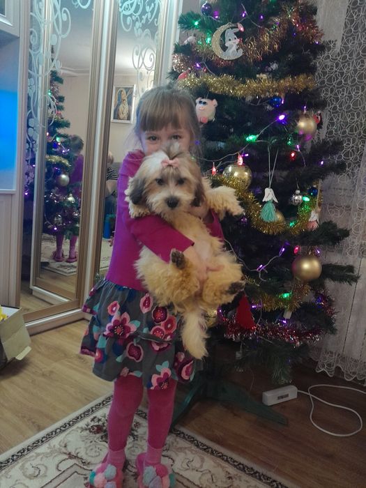 Продається болонка триколірна,народжена 20 липня 23 року,дівчинка