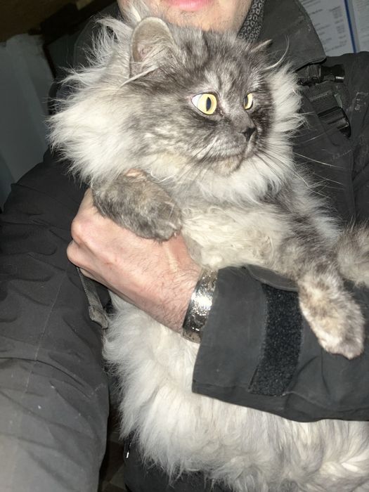 Найгарніший котик шукає родину