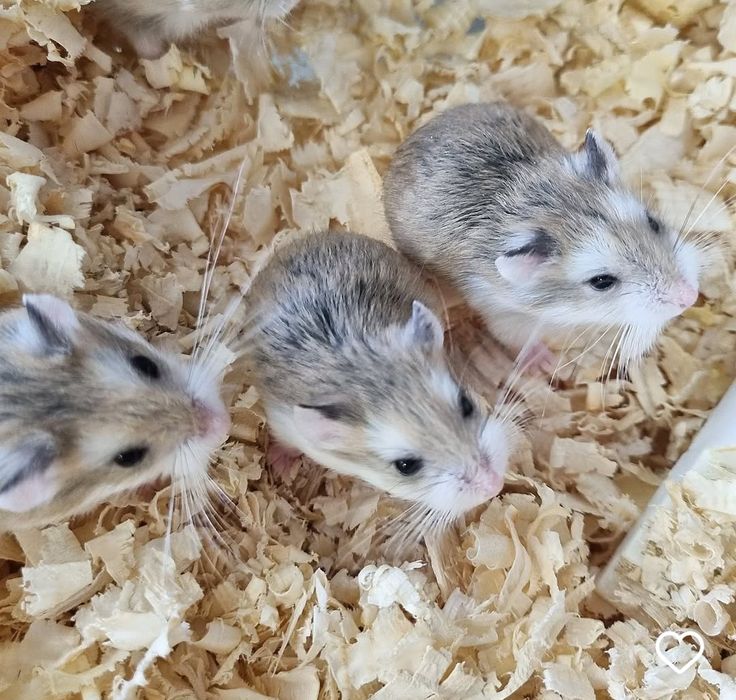 Chomiki roborowskiego młode