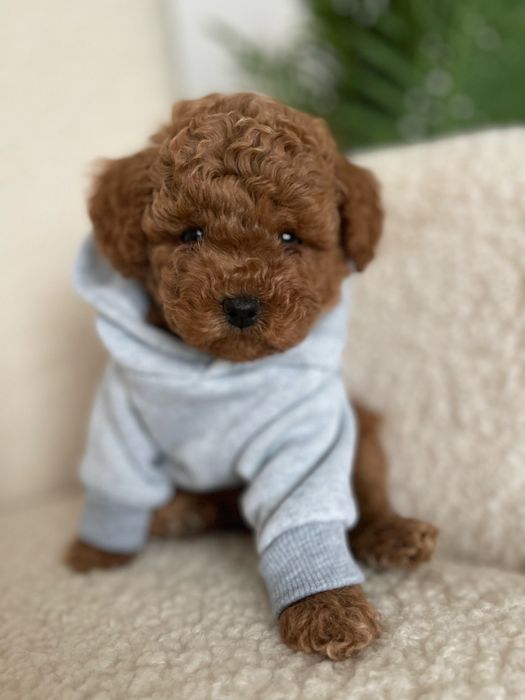 Poodle toy VIP (mini)