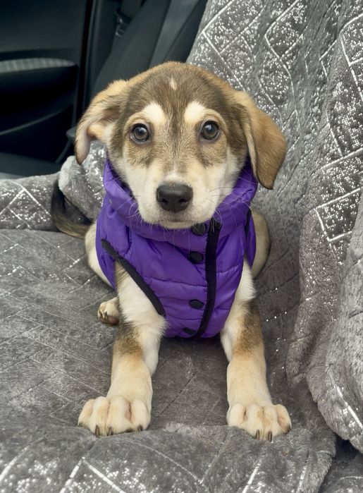 Цуценятка в добрі руки