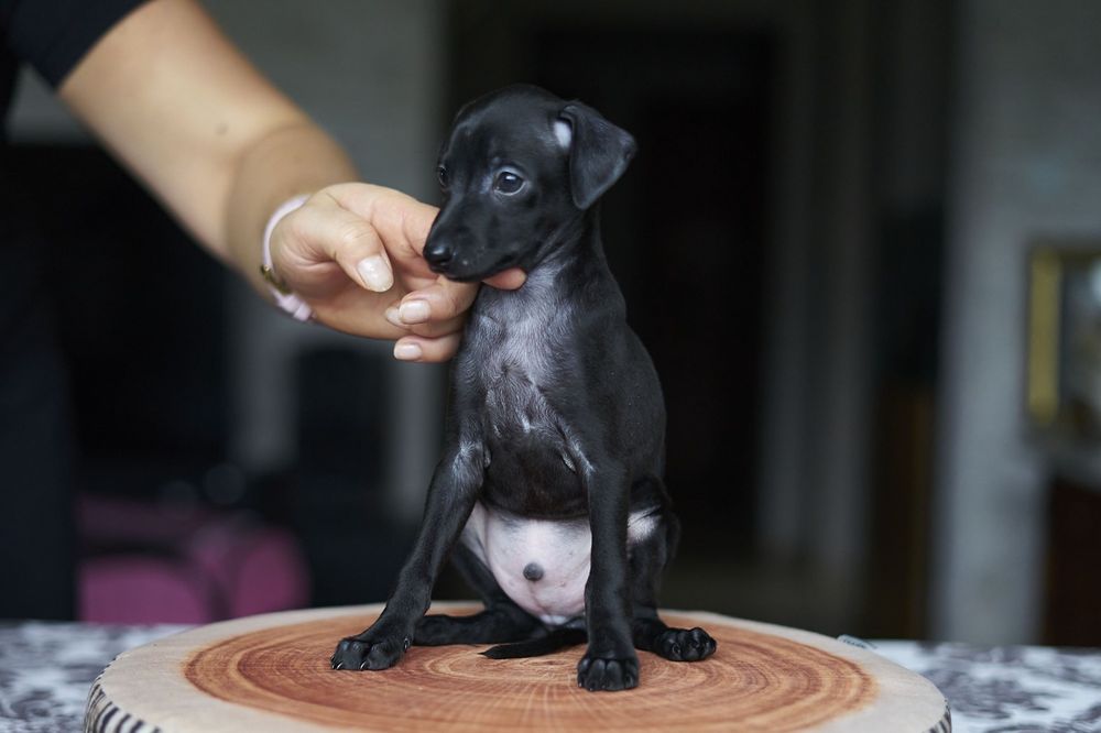 Charcik włoski - Brivio chłopiec ZKWP/FCI