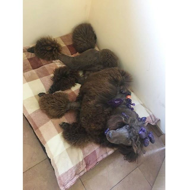 Ліжак место для большой собаки матрас спальное лежак ліжанка 100х75