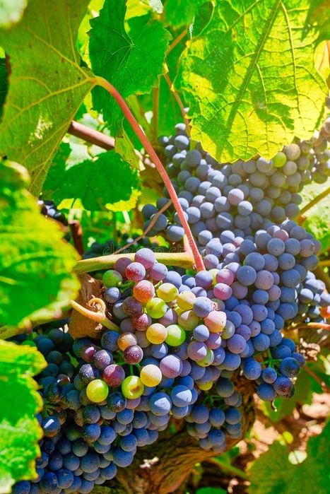Uvas tintas verde tinto e vinhao