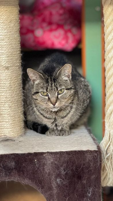 Śliczna kotka Chochelką do adopcji