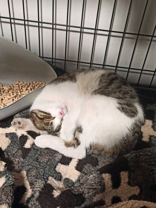 Prześliczny kocurek szuka domku