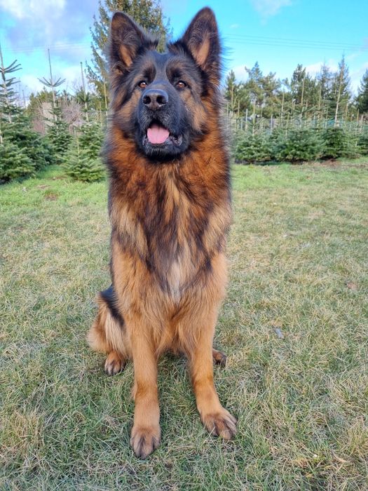 Owczarek Niemiecki Długowłosy SZCZENIAKI  - WIOSNA 2026 REZERWACJA