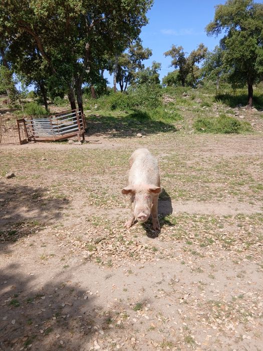 Porco inteiro para venda