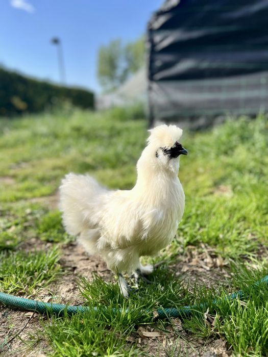 Ovos Galados Sedosa do Japão  Barbuda branca