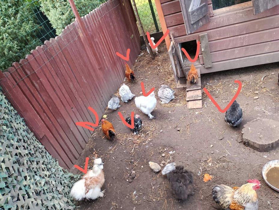 Koguty ozdobne polecam