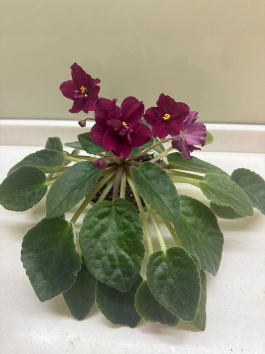 Церопегия, гинура, фиалка, руэлия, кактус