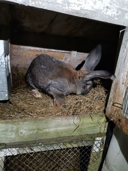 Króliki samce samice