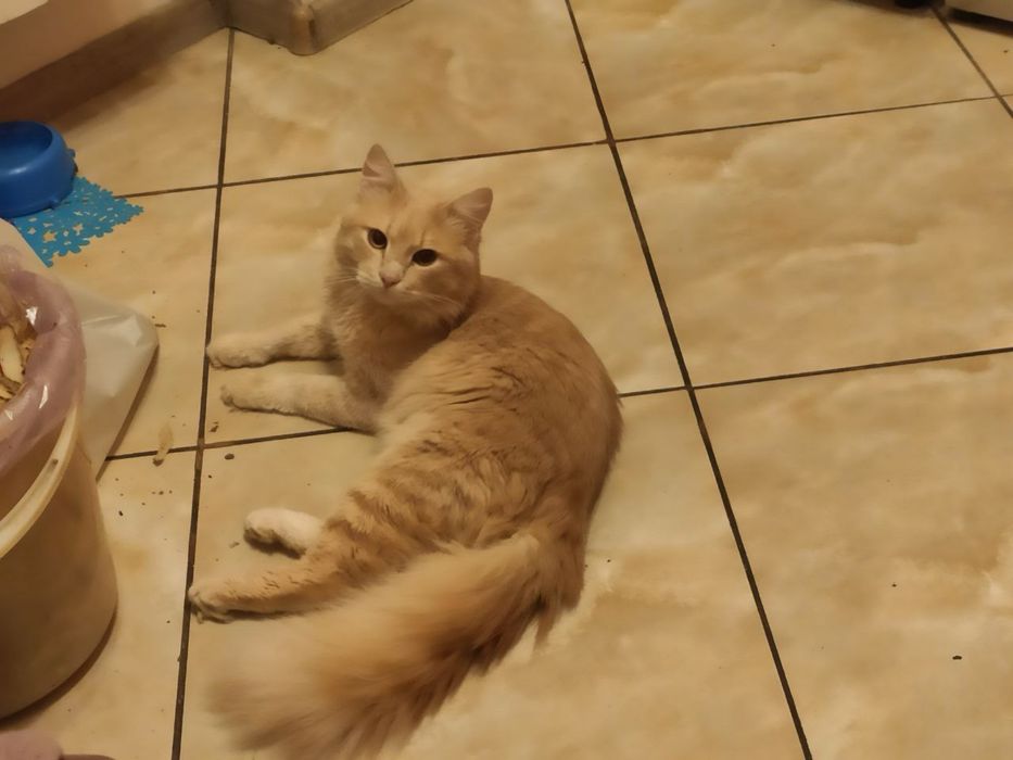 Отдам даром кота срочно