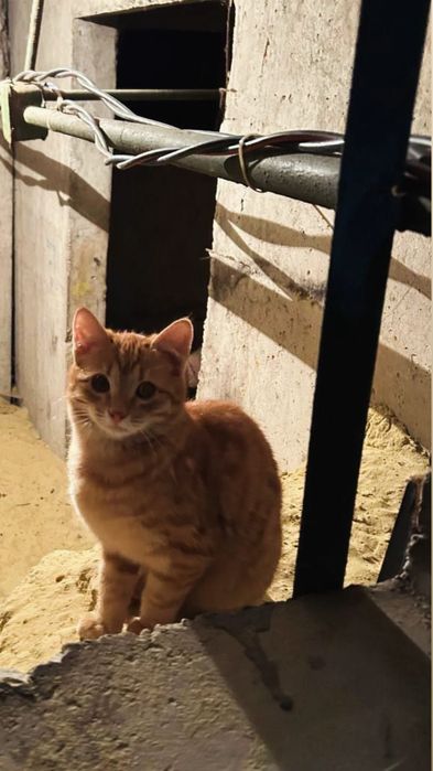 Отдам рыжего котенка, мальчик, 6 месяцев