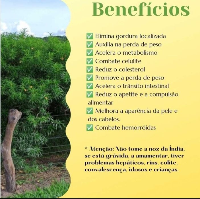 16 Nozes da India 20€