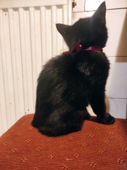 Пухнасте  щастячко