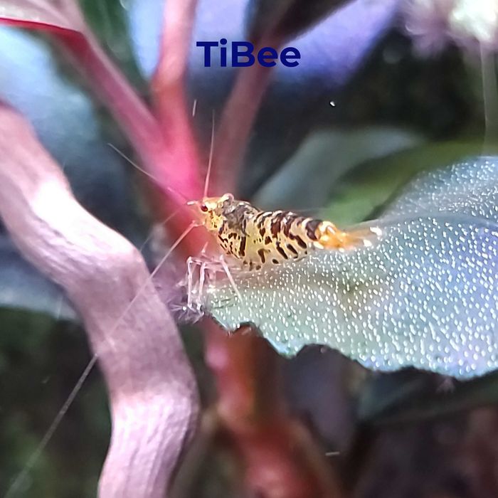 Аквариумные креветки Кардинал, Золотой тигр, TiBee