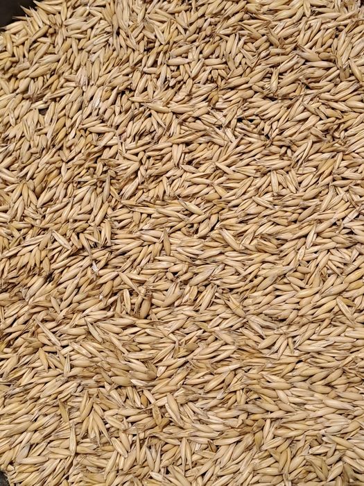 Sprzedam Owies z  2025r