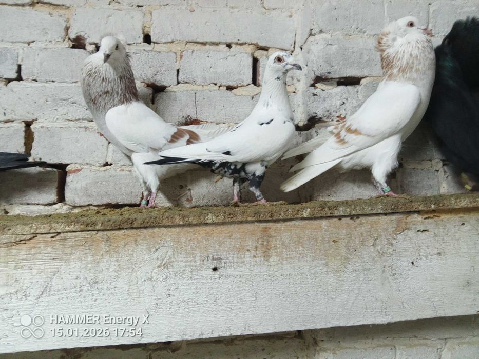 Tygrysy Garłacze, samiec