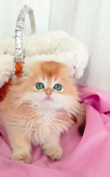 Золота шиншила Scottish Fold Highland — красуня-дівчинка