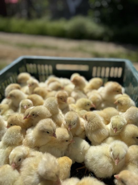 Бройлер суточный кобб 500