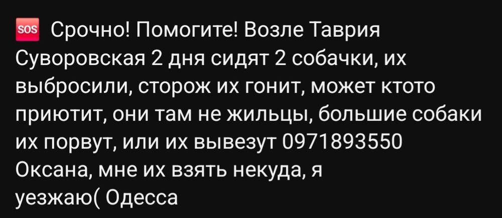 Отдам даром в добрые руки собачек метисы спаниеля и таксы