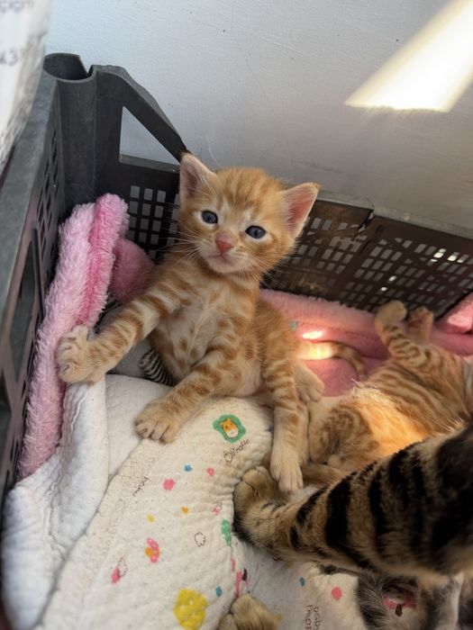 отдам бесплатно котят
