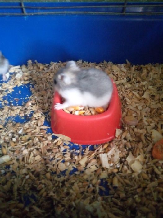 Хомячки Кременчуг