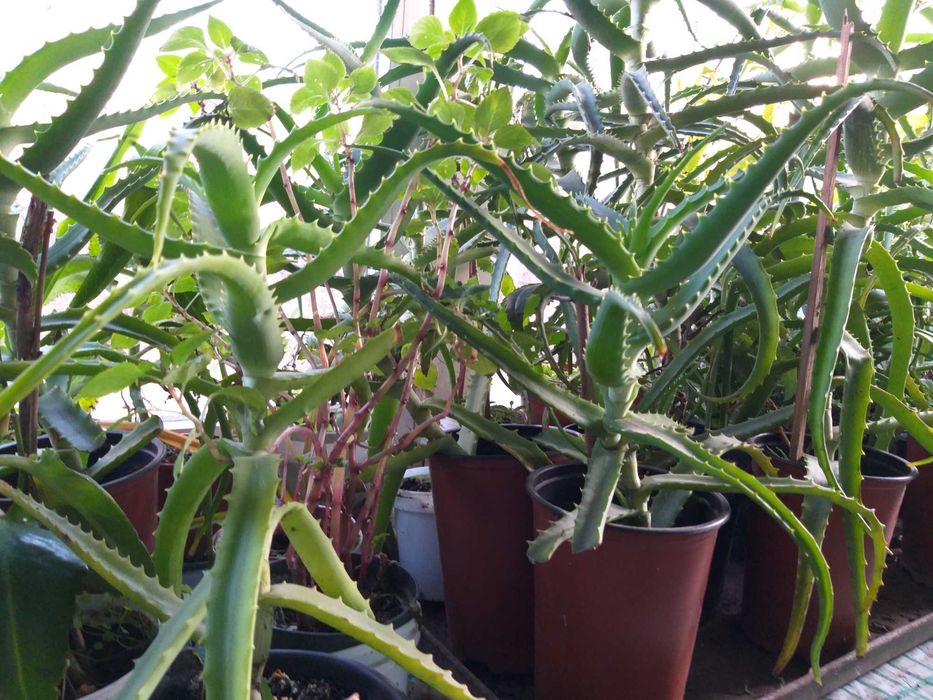 Алое лікарська, великий вибір