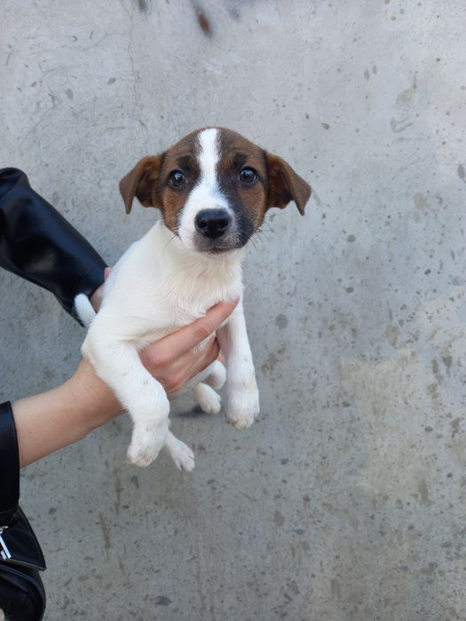 Джек Рассел девочка