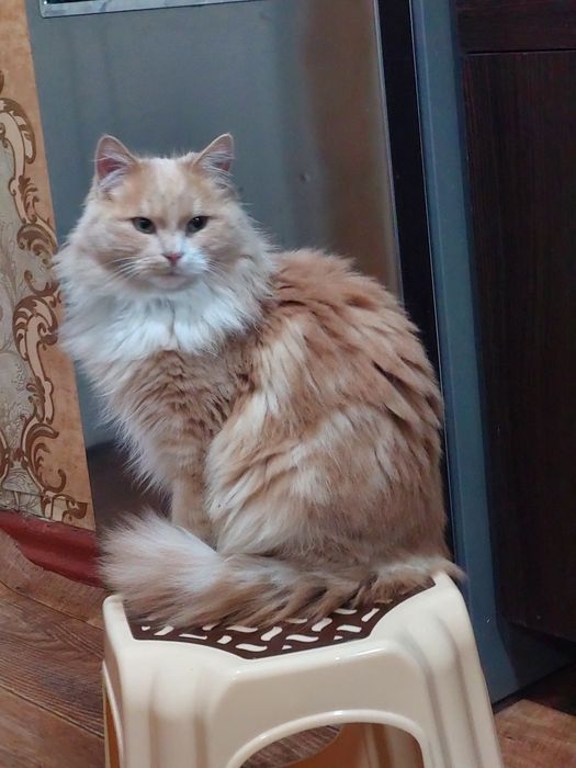 Отдам кота в добрые руки