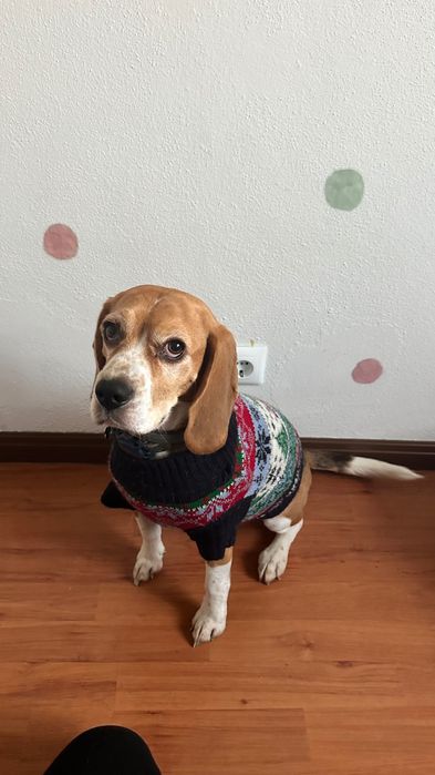 Braco Alemão Cadela e Beagle Cadela