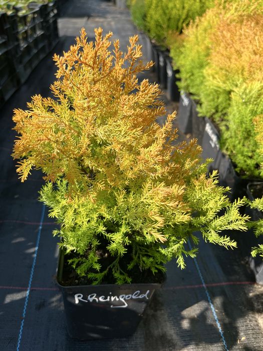 Саджанці вічнозелених хвойних декоративних рослин, гортензії і ягідні