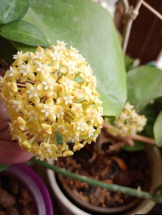 Hoya surigaoensis. Sadzonka ukorzeniona