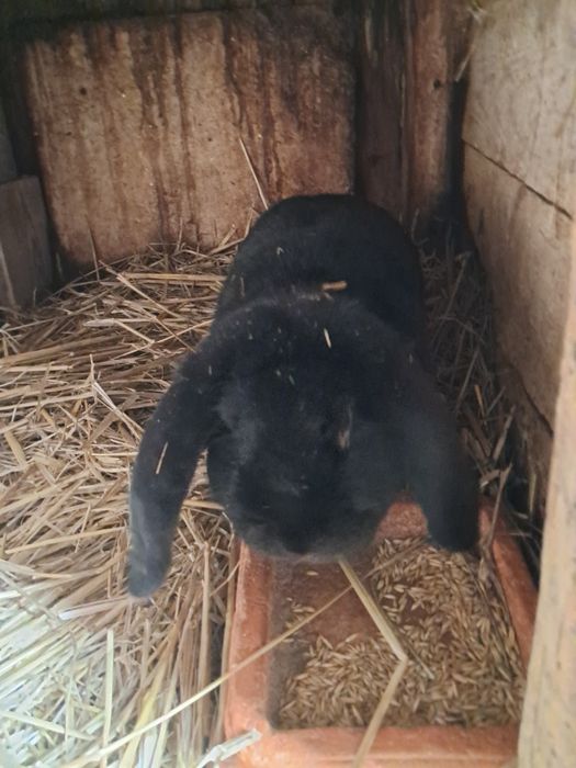 Kroliki mieszańce i barany
