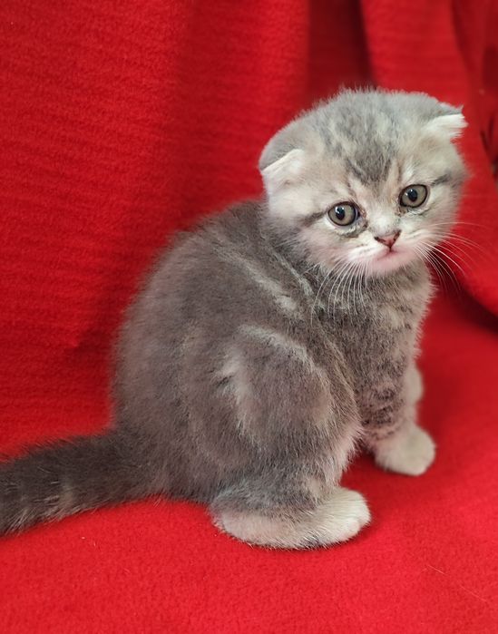 Шотландські кошенята