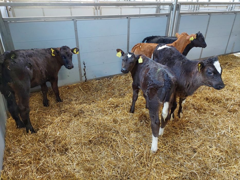 jałówki mm 70/90kg