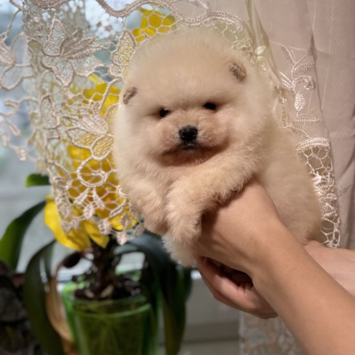 хлопчик шоу класу тип ведмедика