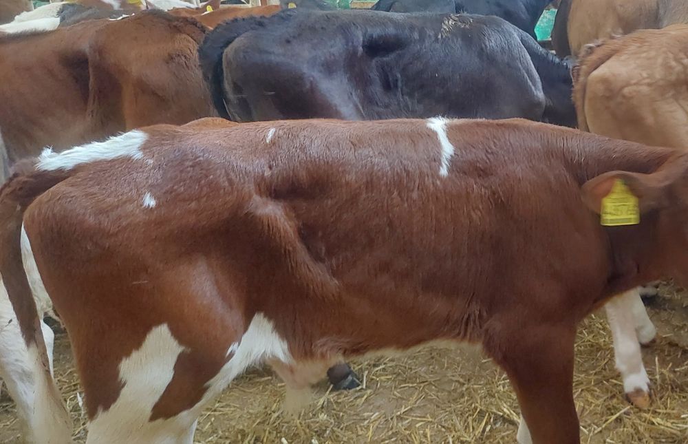 Dylewo miesne sztuki byczki