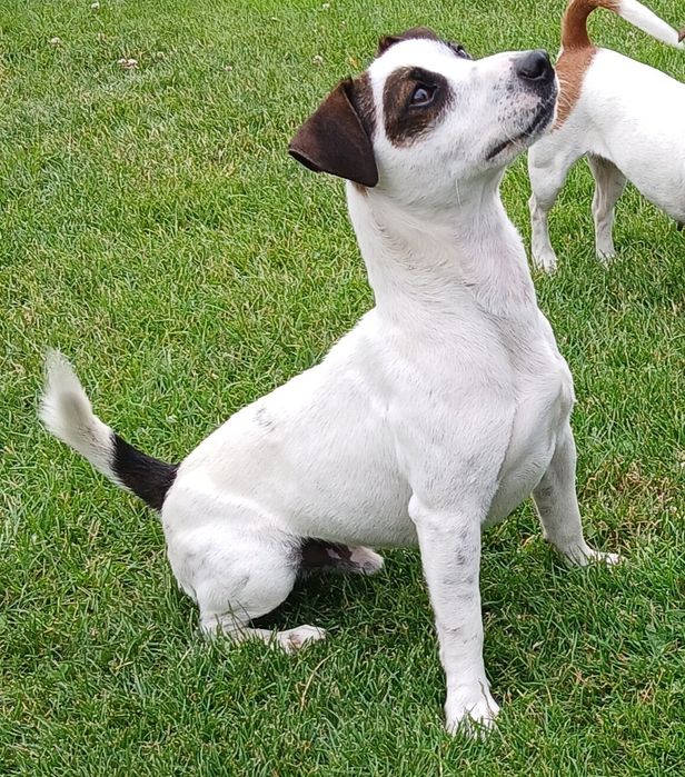 Jack russell terrier