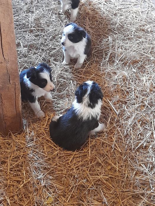 Border collie samczyk 8 tygodniowy z rodowodem