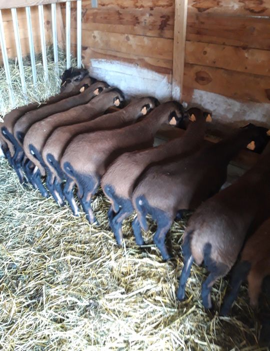 Sprzedam młode owce oraz baranki