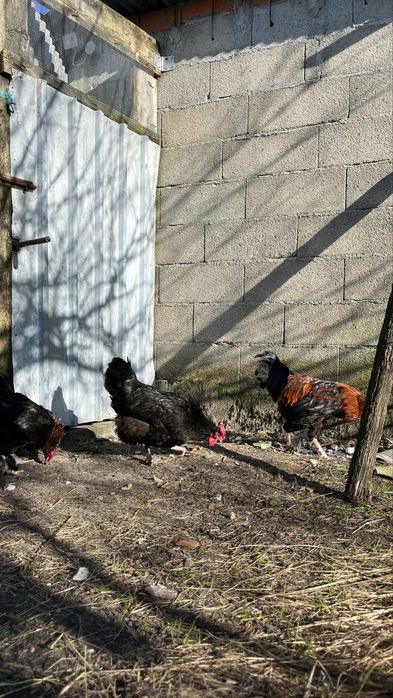 Ovos de brahama e marans