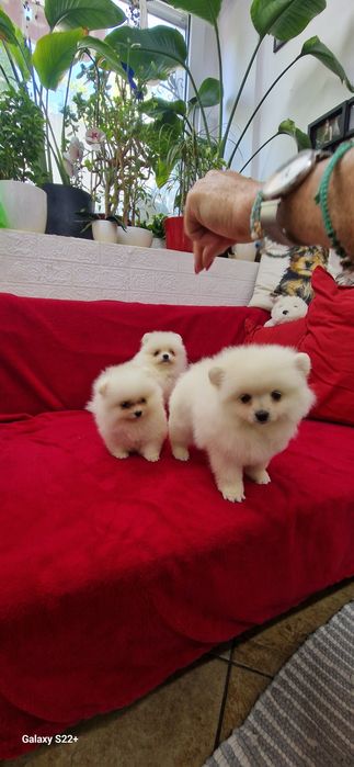Szpic pomeranian biała sunia