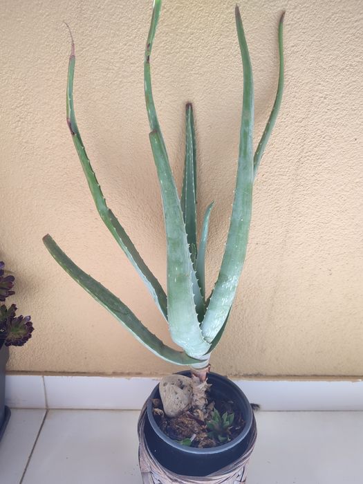 Planta aloé vera