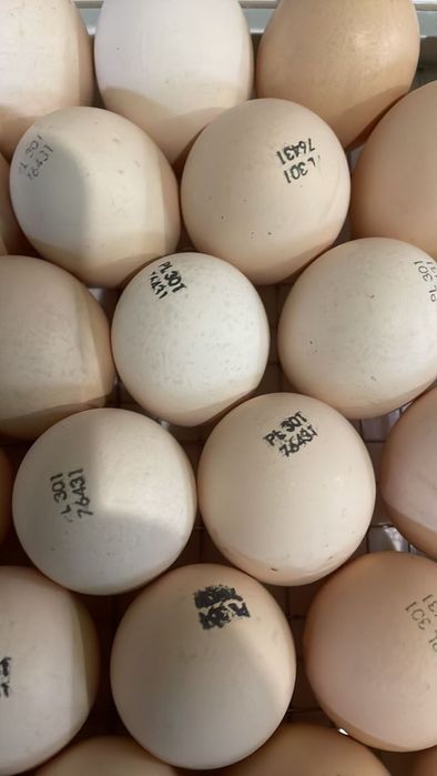 Ї/яйця мікс м'ясояєчні кроси Україна