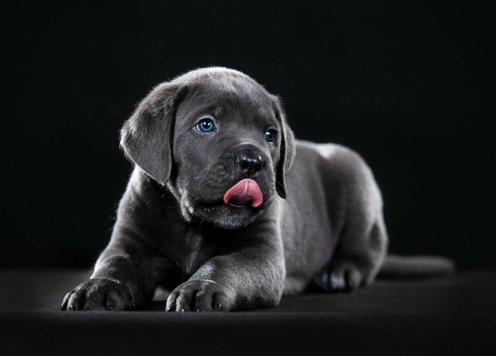 Кане Корсо голубого окраса с документами. Чистокровные, за пол цены.