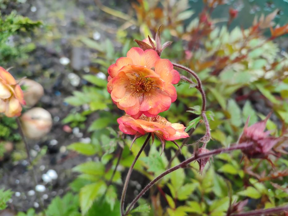 Гравілат, кніфофія, купена, примули, герань, лілійники, хости